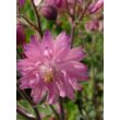 Kép 4/4 - Aquilegia vulgaris 'Rose Barlow' – Harangláb
