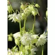 Kép 2/4 - Aquilegia vulgaris 'White Barlow' – Harangláb