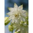 Aquilegia vulgaris 'White Barlow' – Harangláb