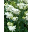 Kép 3/4 - Aquilegia vulgaris 'White Barlow' – Harangláb