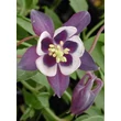 Kép 1/4 - Aquilegia vulgaris 'William Guiness' – Kerti harangláb