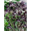 Kép 2/4 - Aquilegia vulgaris 'William Guiness' – Kerti harangláb