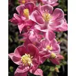 Kép 1/2 - Aquilegia vulgaris 'Winky Rose &amp; Rose' - Harangláb (rózsaszín)