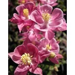 Kép 1/2 - Aquilegia vulgaris 'Winky Rose &amp; Rose' - Kerti harangláb