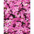 Kép 1/4 - Arabis caucasica 'Little Treasure Deep Rose' - Kaukázusi lilás rózsaszín ikravirág