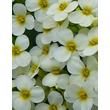 Kép 1/5 - Arabis caucasica 'Pixie Cream' - Krémfehér kaukázusi ikravirág 