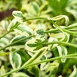 Kép 3/5 - Arabis ferdinandi-coburgii 'Old Gold' - Macedón ikravirág (fehér)