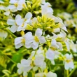 Kép 4/5 - Arabis ferdinandi-coburgii 'Old Gold' - Macedón ikravirág (fehér)