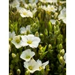 Kép 3/9 - Arenaria montana 'Blizzard Compact' - Fehér hegyi homokhúr