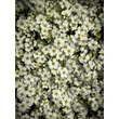 Kép 2/9 - Arenaria montana 'Blizzard Compact' - Fehér hegyi homokhúr - képek rendelés vásárlás a Megyeri Szabolcs Kertészeti webáruházban.