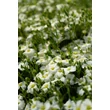 Kép 6/9 - Arenaria montana 'Blizzard Compact' - Fehér hegyi homokhúr - képek rendelés vásárlás a Megyeri Szabolcs Kertészeti webáruházban.