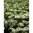 Kép 7/9 - Arenaria montana 'Blizzard Compact' - Fehér hegyi homokhúr - képek rendelés vásárlás a Megyeri Szabolcs Kertészeti webáruházban.
