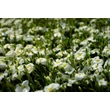 Kép 8/9 - Arenaria montana 'Blizzard Compact' - Fehér hegyi homokhúr - képek rendelés vásárlás a Megyeri Szabolcs Kertészeti webáruházban.