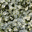 Kép 1/5 - Arenaria montana 'Blizzard Compact' - Fehér hegyi homokhúr 