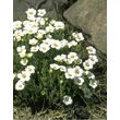 Kép 1/4 - Arenaria montana 'Mont Blanc' – Fehér hegyi homokhúr