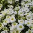 Kép 3/4 - Arenaria montana 'Mont Blanc' – Fehér hegyi homokhúr