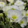Kép 2/4 - Arenaria montana 'Mont Blanc' – Fehér hegyi homokhúr