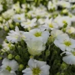 Kép 4/4 - Arenaria montana 'Mont Blanc' – Fehér hegyi homokhúr