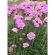 Kép 1/3 - Armeria maritima 'Armada Pink' – Tengerparti pázsitszegfű