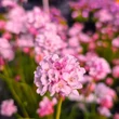 Kép 2/3 - Armeria maritima 'Armada Pink' – Tengerparti pázsitszegfű