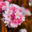 Kép 3/3 - Armeria maritima 'Armada Pink' – Tengerparti pázsitszegfű
