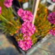 Kép 2/8 - Armeria maritima 'Rubrifolia' - Tengerparti pázsitszegfű (rózsaszín)