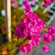 Kép 3/8 - Armeria maritima 'Rubrifolia' - Tengerparti pázsitszegfű (rózsaszín)