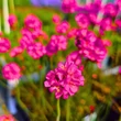 Kép 4/8 - Armeria maritima 'Rubrifolia' - Tengerparti pázsitszegfű (rózsaszín)