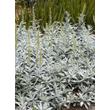 Kép 3/5 - Artemisia ludoviciana 'Valerie Finnis' – Gyopáros üröm