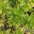 Kép 1/2 - Artemisia vulgaris 'Variegata' – Fekete üröm