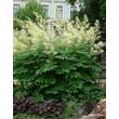 Kép 1/5 - Aruncus dioicus – Erdei tündérfürt