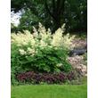 Kép 3/5 - Aruncus dioicus – Erdei tündérfürt habitus