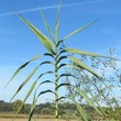 Kép 2/3 - Arundo donax – Olasz óriásnád (Energianád)
