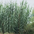 Kép 1/3 - Arundo donax – Olasz óriásnád (Energianád)