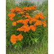 Kép 2/4 - Asclepias tuberosa – Gumós selyemkóró