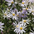 Kép 2/2 - Aster ageratoides 'Asran' - Őszirózsa, gerebcsin (halványlila)