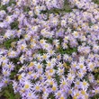 Kép 4/4 - Aster ageratoides 'Eleven Purple' – Őszirózsa, gerebcsin