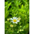 Kép 2/3 - Aster ageratoides 'Starshine' – Őszirózsa, gerebcsin - képek rendelés vásárlás a Megyeri Szabolcs Kertészeti webáruházban.