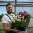 Kép 2/6 - Aster alpinus 'Albus' - Havasi őszirózsa, gerebcsin (fehér) képek rendelés vásárlás a Megyeri Szabolcs Kertészeti webáruházban