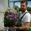 Kép 2/7 - Aster alpinus 'Dunkle Schöne' - Havasi őszirózsa, gerebcsin képek rendelés vásárlás a Megyeri Szabolcs Kertészeti webáruházban
