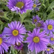 Kép 2/2 - Aster alpinus 'Violet' – Havasi őszirózsa