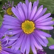 Kép 1/2 - Aster alpinus 'Violet' – Havasi őszirózsa