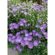 Kép 3/5 - Aster amellus 'Veilchenkönigin' ( 'Violet Queen' ) - Kékeslila csillagőszirózsa