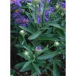 Kép 2/5 - Aster amellus 'Veilchenkönigin' ( 'Violet Queen' ) - Kékeslila csillagőszirózsa