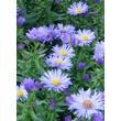Kép 3/5 - Aster dumosus 'Blauer Gletscher' habitusa
