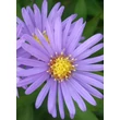 Kép 4/5 - Aster dumosus 'Blauer Gletscher' virága