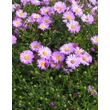 Kép 1/2 - Aster dumosus 'Herbstgruss vom Bresserhof' – Törpe őszirózsa