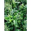 Kép 2/5 - Aster dumosus 'Rozika' - Törpe őszirózsa (lilás rózsaszín)