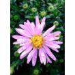 Aster dumosus 'Rozika' - Törpe őszirózsa (lilás rózsaszín)