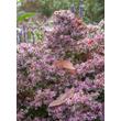 Kép 4/4 - Aster lateriflorus 'Horizontalis' – Őszirózsa